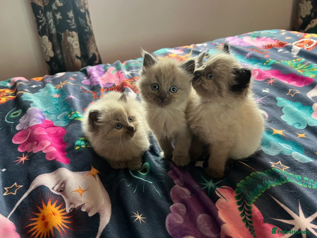 Ragdoll cats for sale: Pure Ragdoll kittens - Advert 1
