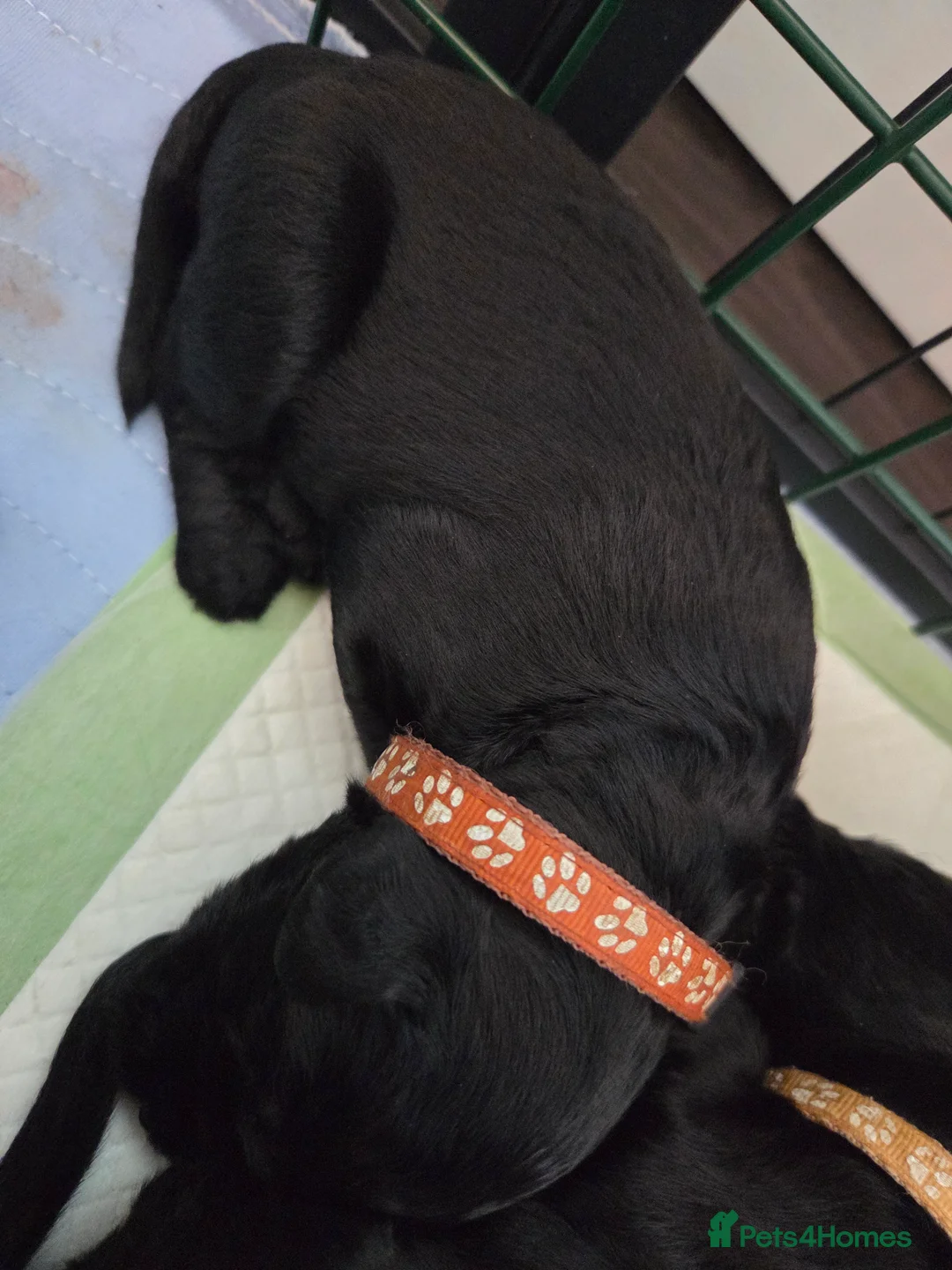 Labradoodle dogs for sale: Labrodoodle Puppies - Advert 36