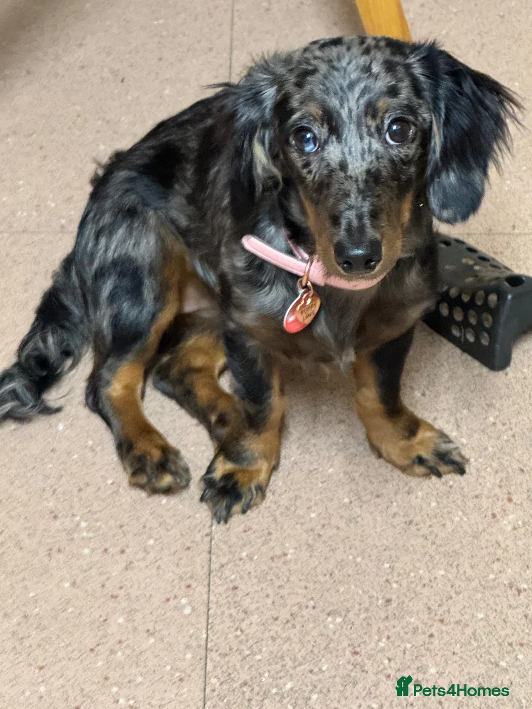 Dachshund dogs for sale: Female Merle dachshund  - Advert 1