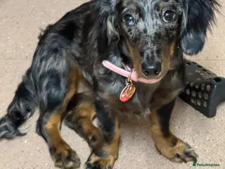 Dachshund dogs Female Merle dachshund - Advert 11