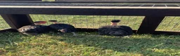 Chickens poultry for sale: Trio of black naked neck bantams in Upminster - Advert 2