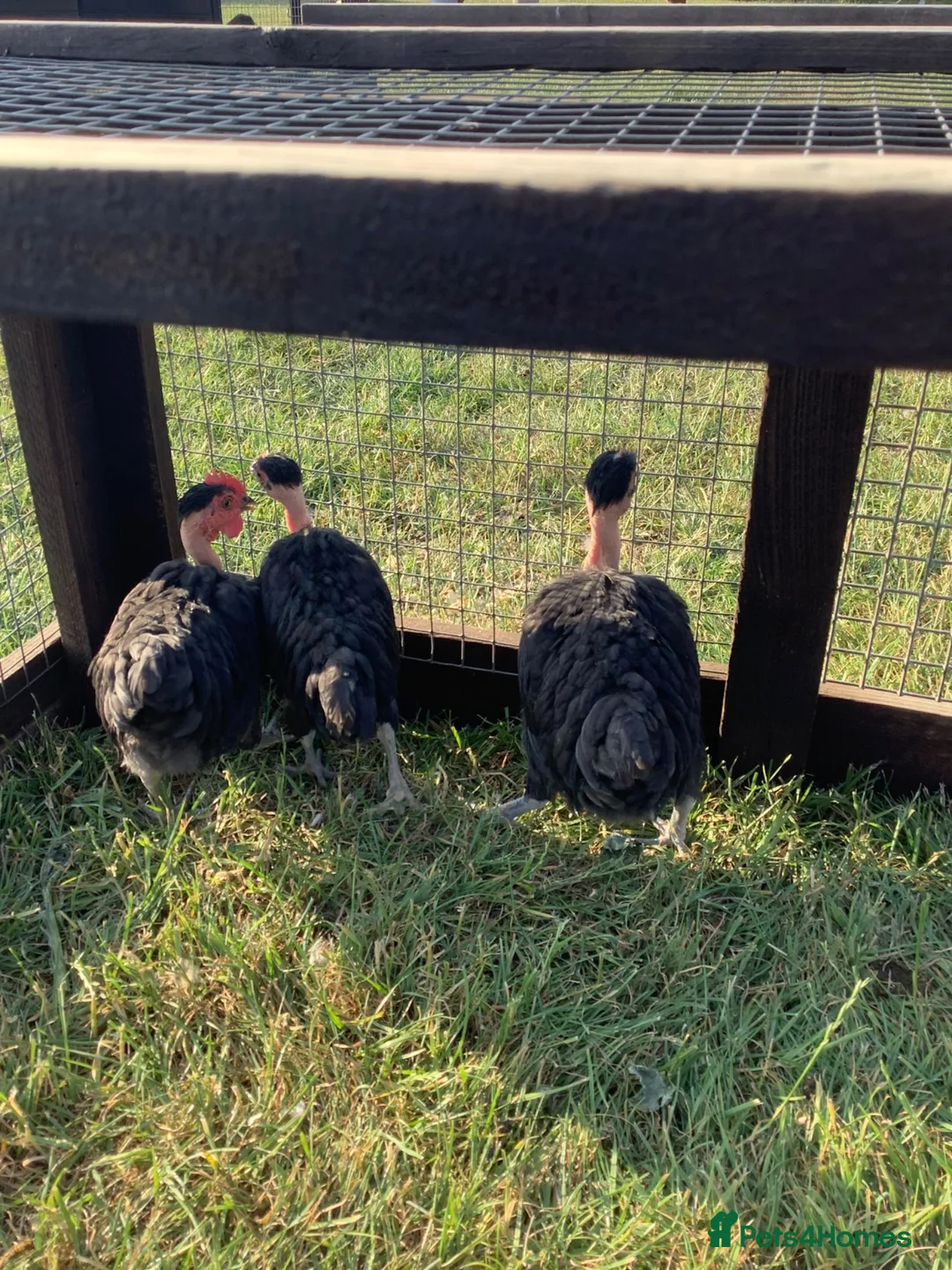 Chickens poultry for sale: Trio of black naked neck bantams in Upminster - Advert 2