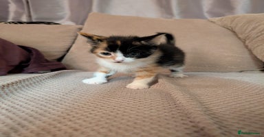 Mixed Breed cats - Advert 14