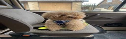 Poochon dogs for sale:  BEAUTIFUL F1 POOCHON PUPPIES  - Advert 13