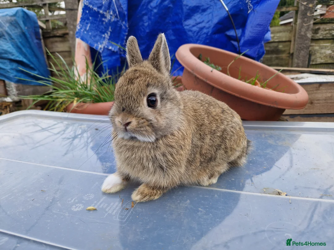 Netherland Dwarf rabbits for sale: Cute little Netherland Dwarf babies-4 boys 2 girls - Advert 1