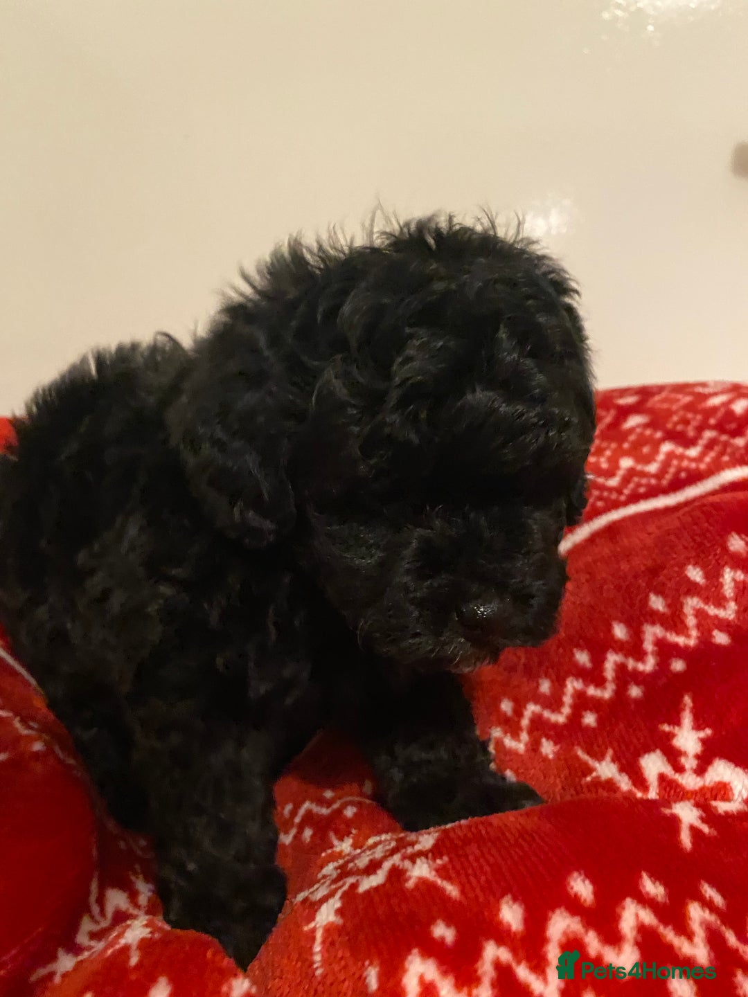 Toy Poodle dogs for sale: Reduced Remaining Toy poodle kc registered  - Advert 2
