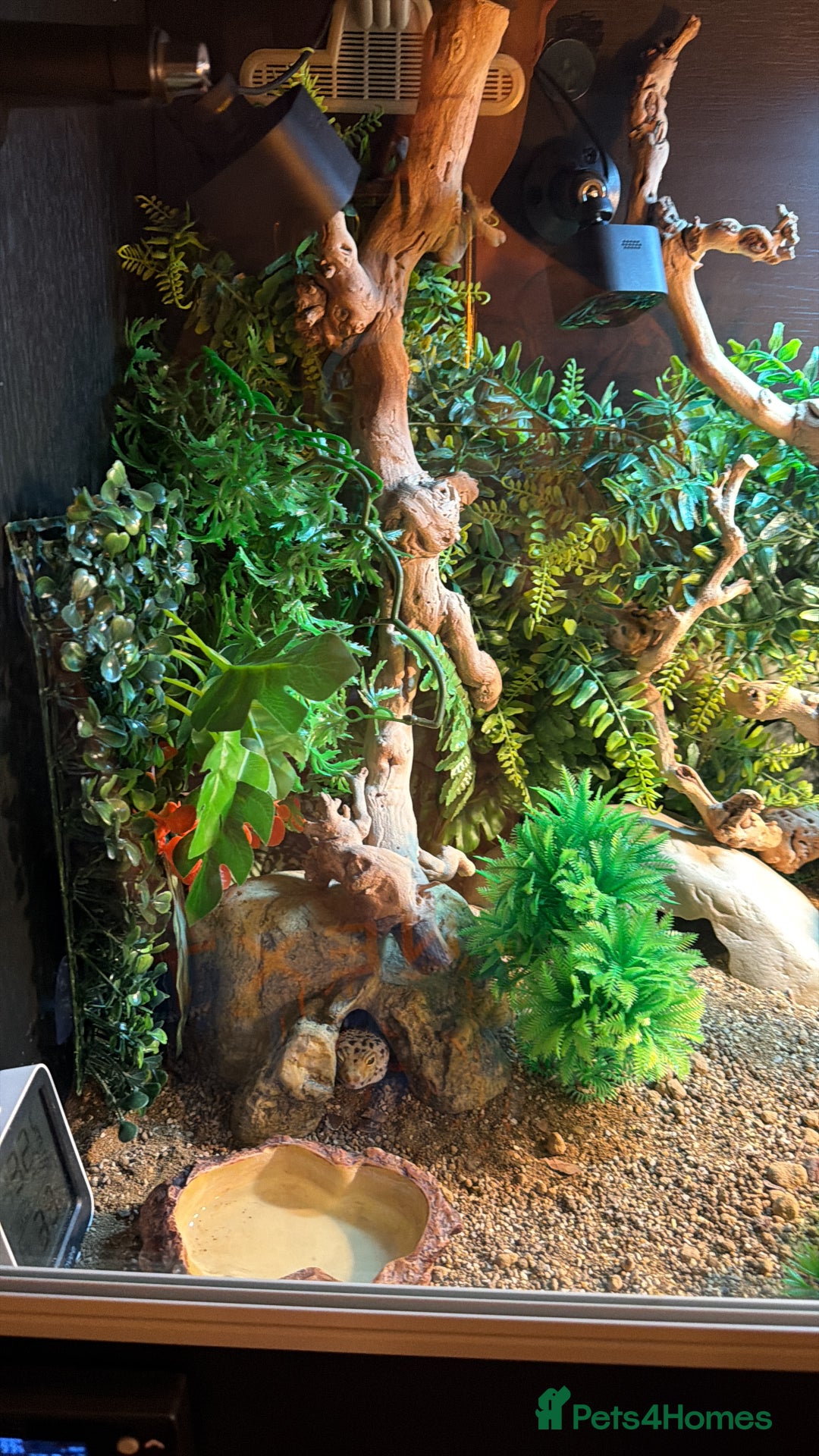 Leopard Gecko reptiles for sale: Full set up for sale including leopard Gecko  - Advert 7