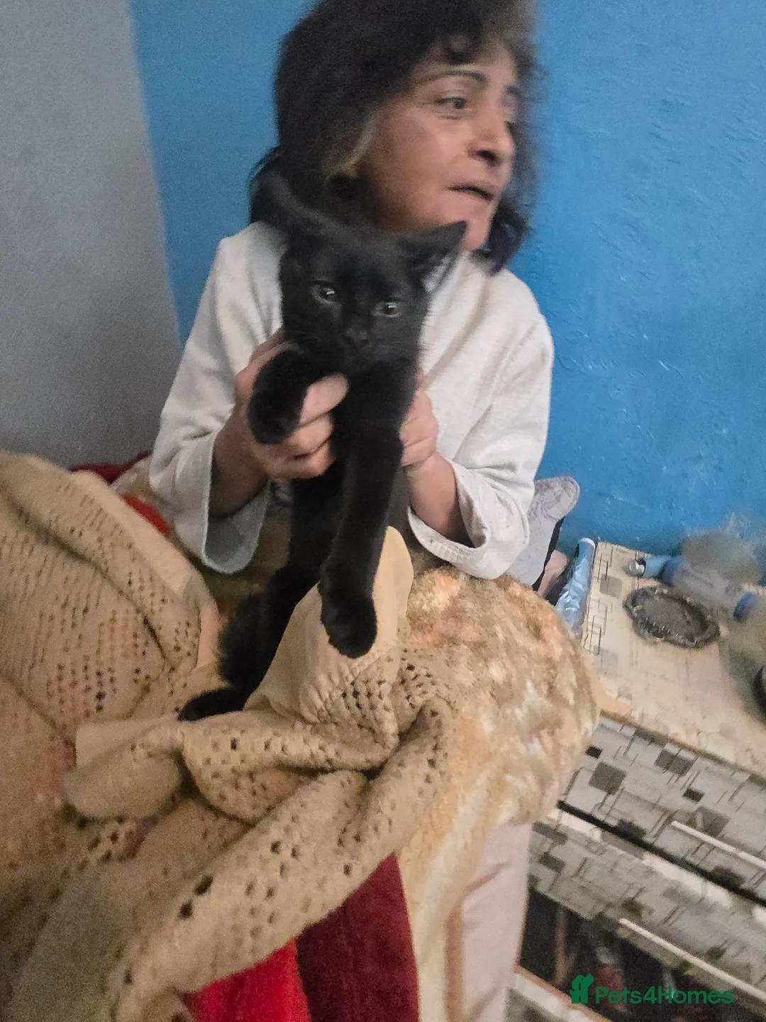 Mixed Breed cats for sale: Kittens for sale  - Advert 4