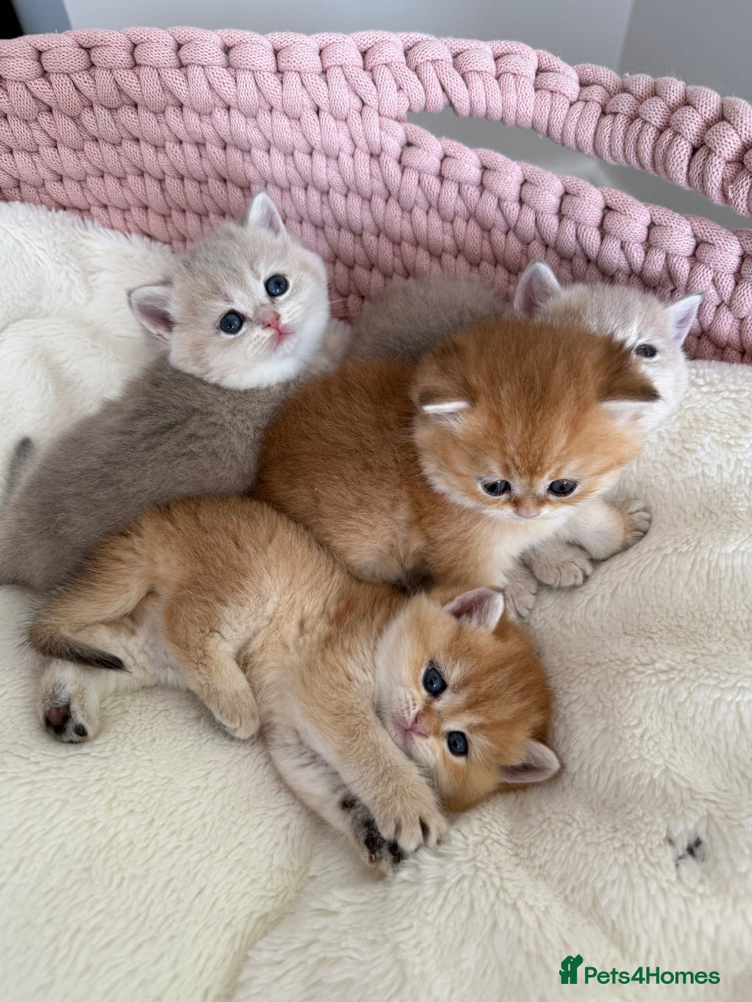 British Shorthair cats for sale: Golden Blue British Shorthair kittens  - Advert 6