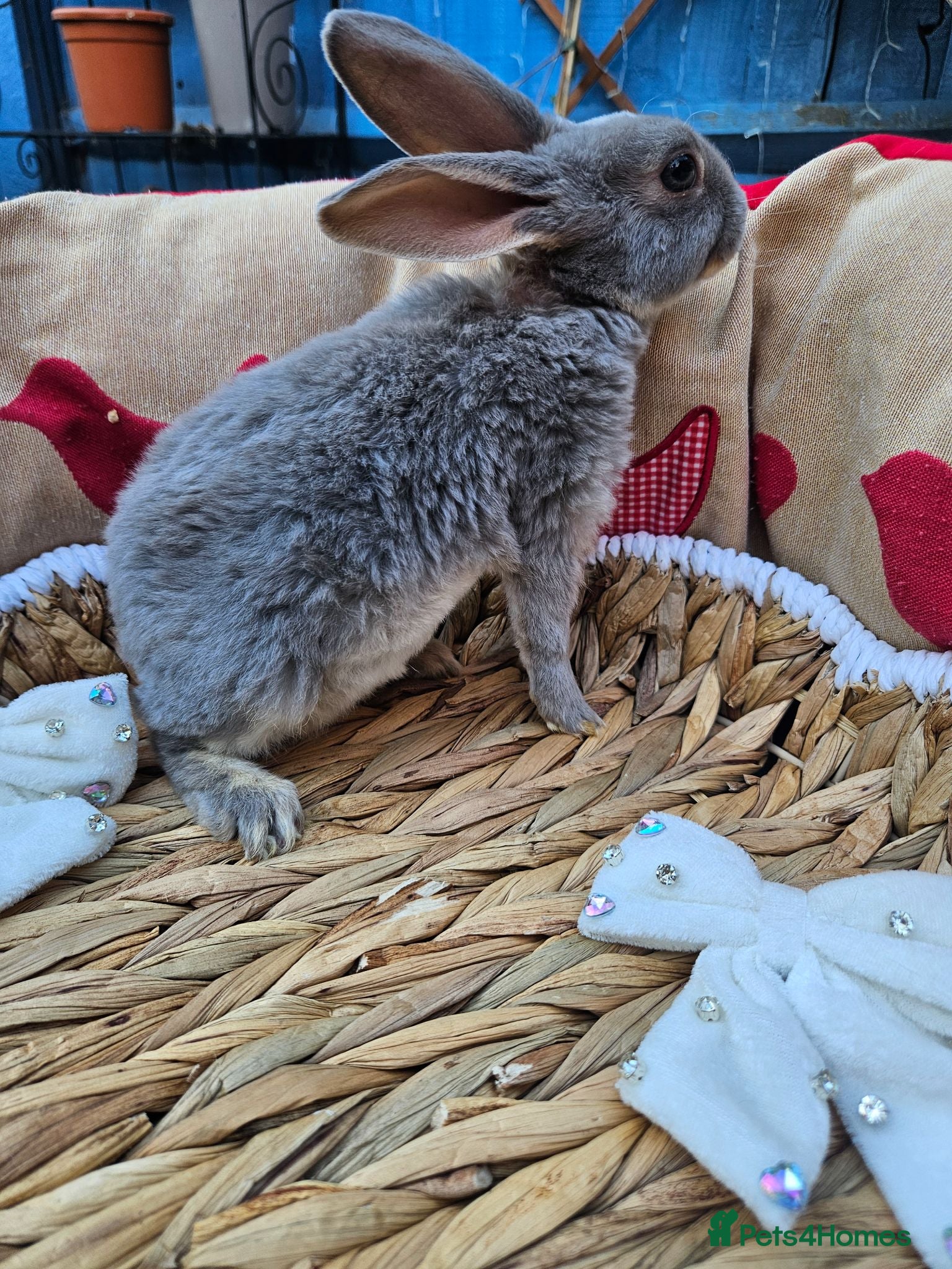 Rex rabbits Mini rex Chocolate & Lilac  - Advert 1