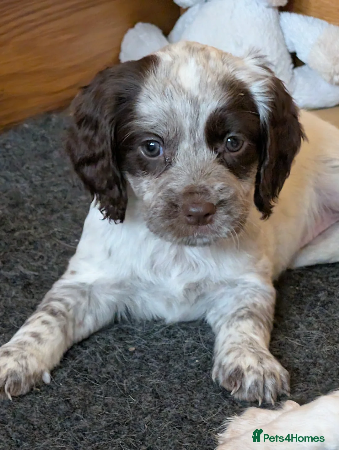 Sprocker dogs for sale: Stunning litter of sprockers  - Advert 1