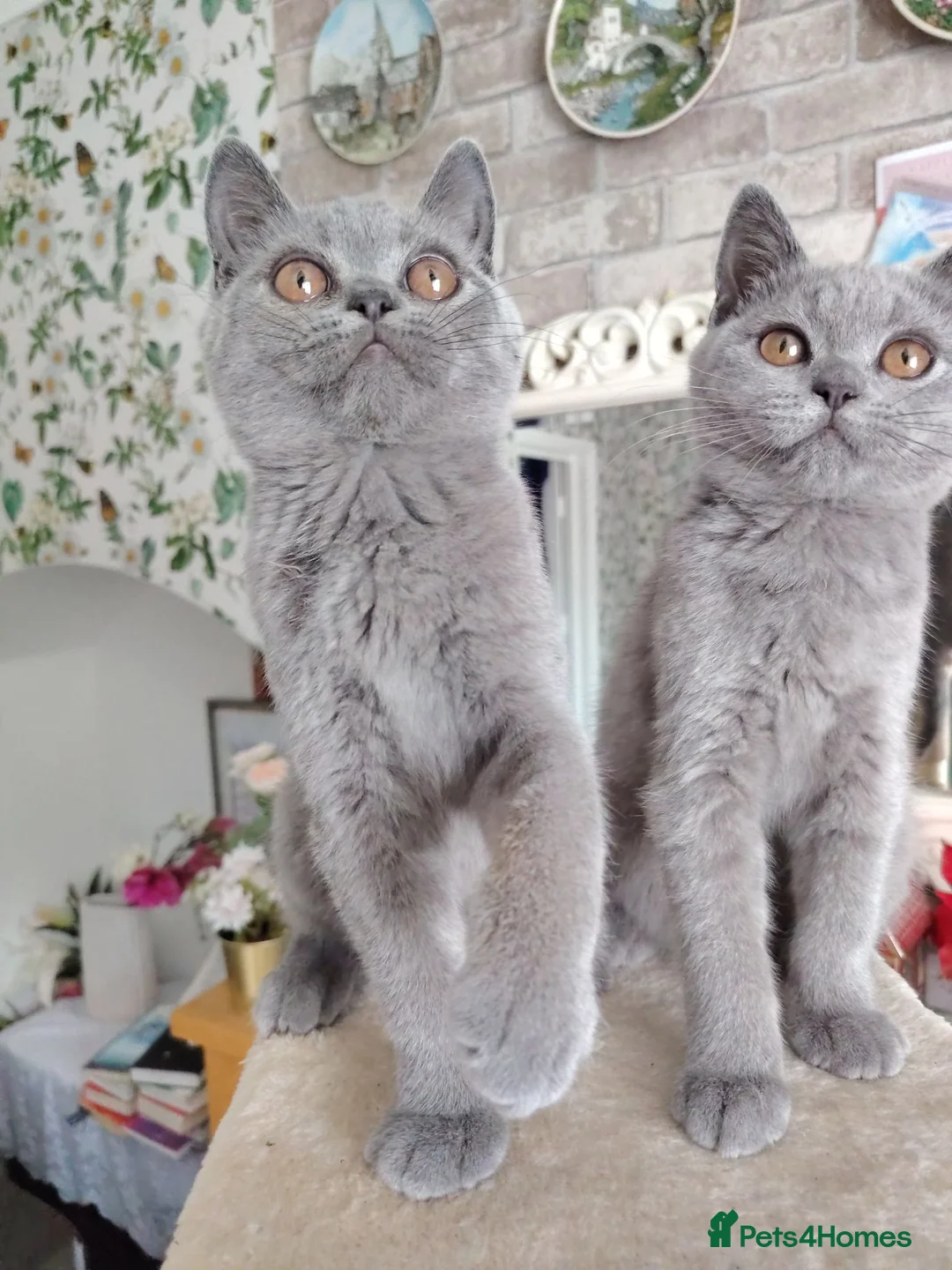 British Shorthair cats for sale: Beautiful British short blue kittens.  - Advert 2