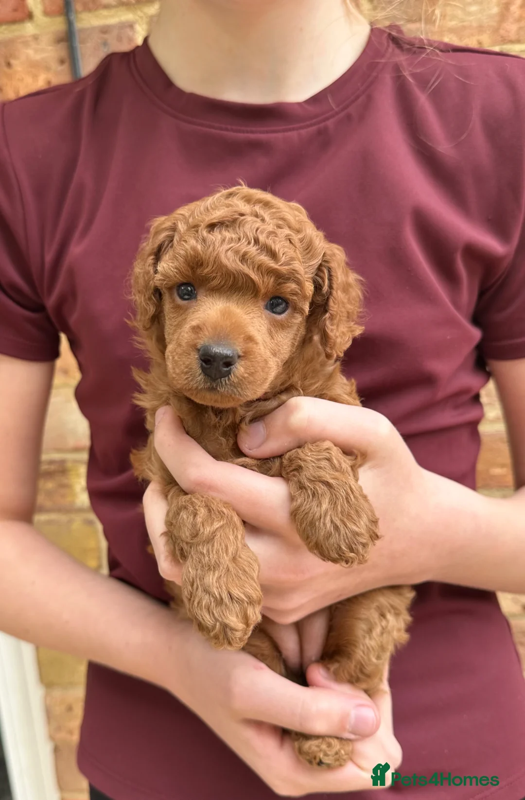 Miniature Poodle dogs for sale: 🐩 Beautiful Small Miniature Poodles 🐩  - Advert 1