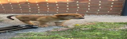 Mixed Breed dogs for sale: 🐾3 GIRLS LEFT🐾 - Advert 12