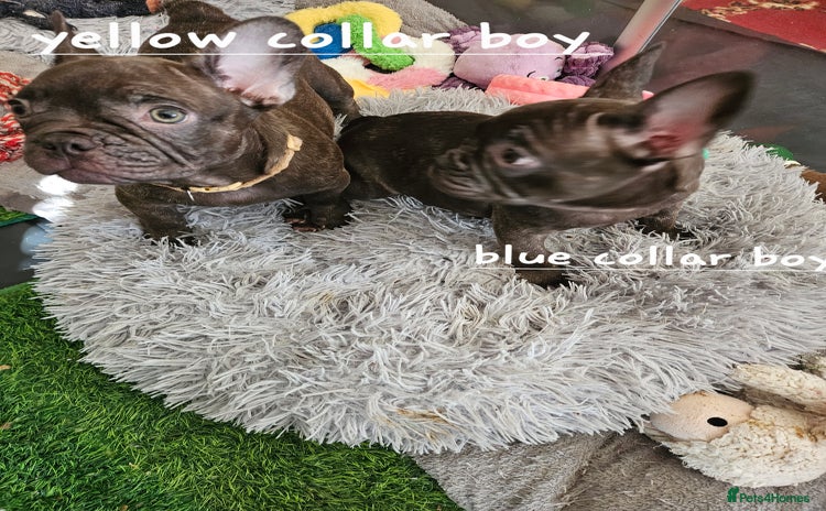 French Bulldog dogs - Advert 8