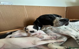 Pointer dogs for sale: KC reg Pointer Puppies - Image 2