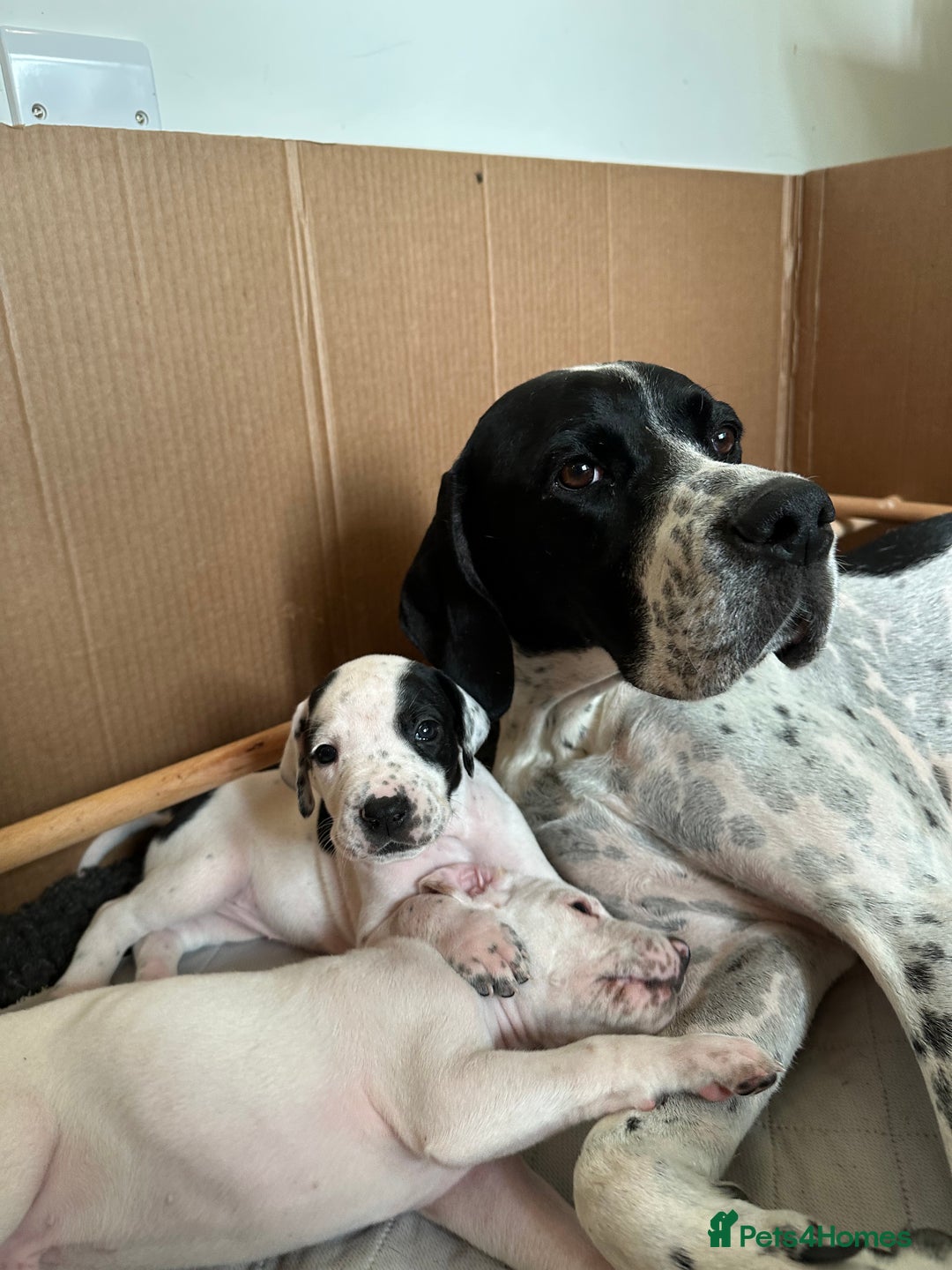 Pointer dogs for sale: KC reg Pointer Puppies - Image 2