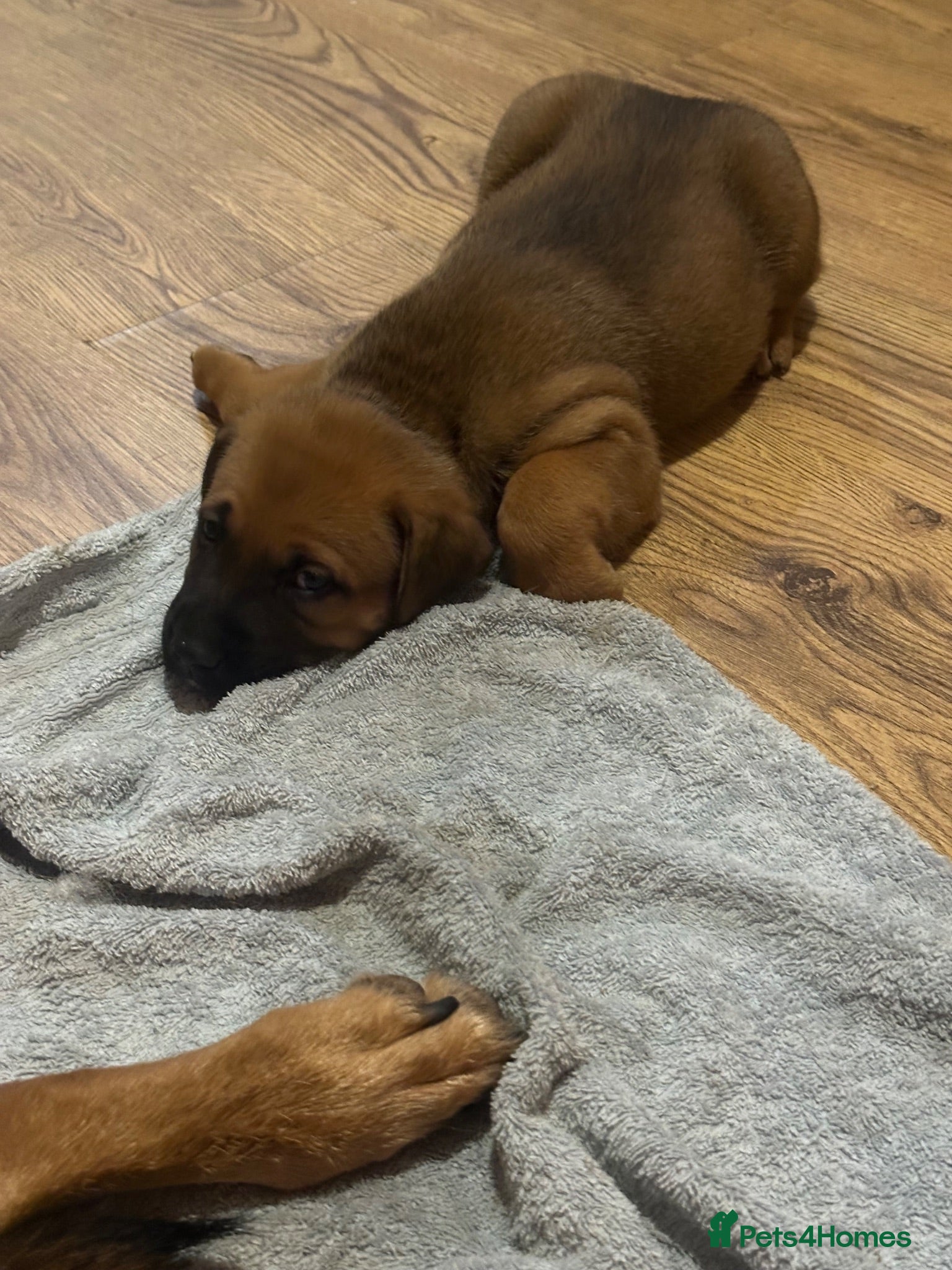 Mixed Breed dogs 2 boys 1 girl left Belgium Malinois cross puppy’s  - Advert 3