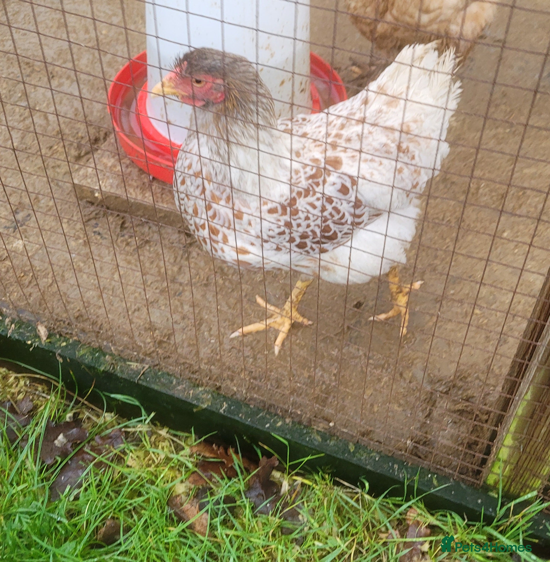 Lovebirds birds Buff Laced Wyndotte hen - Advert 2