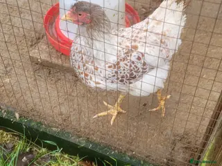 Lovebirds birds Buff Laced Wyndotte hen - Advert 2