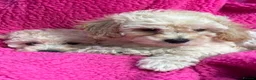 Poochon dogs for sale: 🌺3 POOCHON GIRLS in CHESHIRE🌺-Ready Fri  - Advert 17