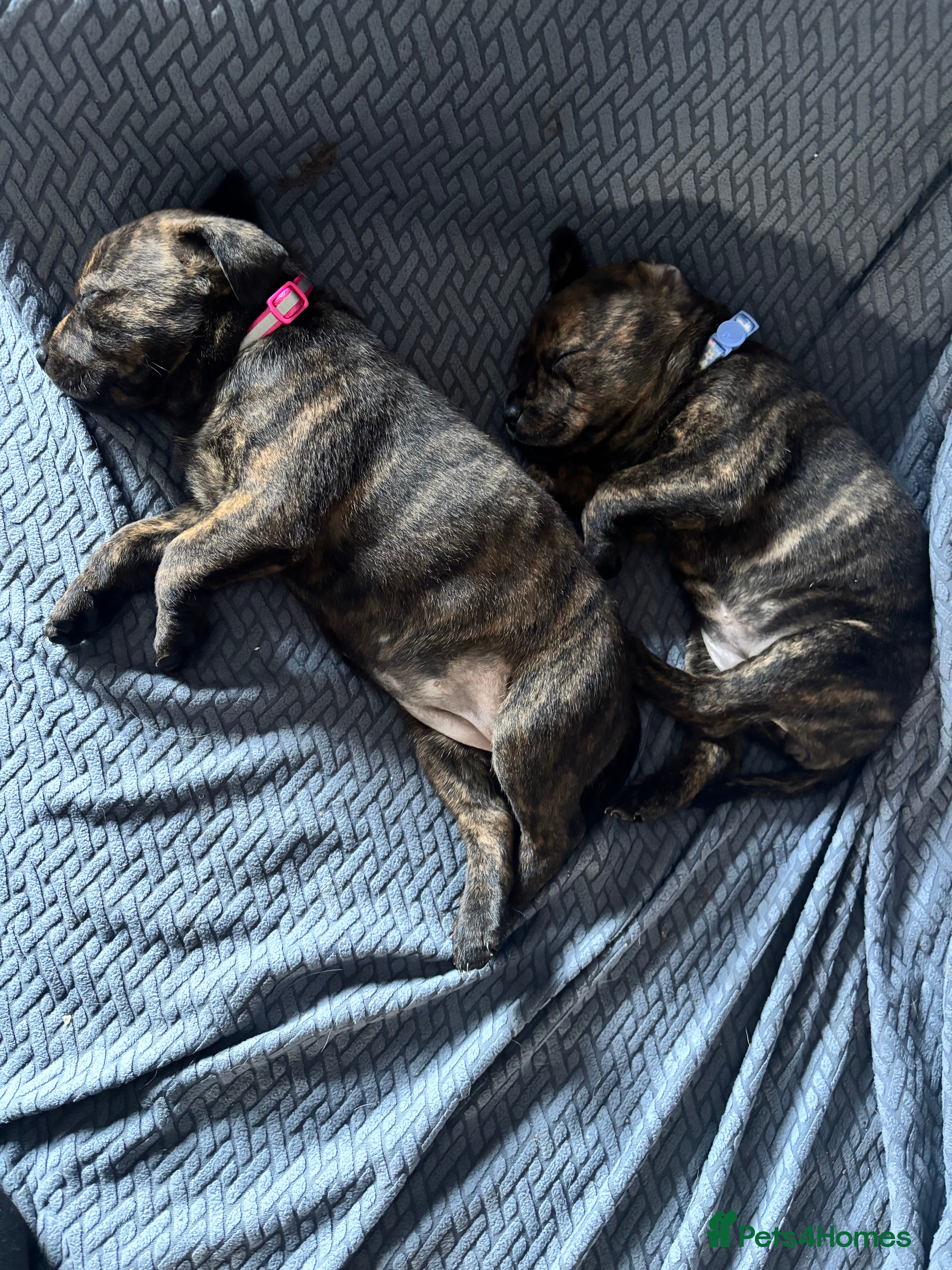 Mixed Breed dogs  xRottweiler x Staffordshire puppy - Advert 1