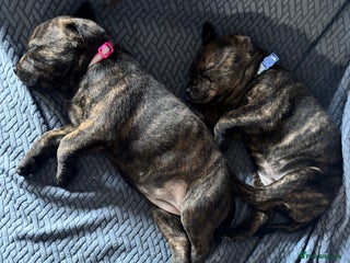 Mixed Breed dogs Rottweiler x Staffordshire bull terrier puppies - Advert 1