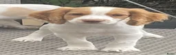 Cocker Spaniel dogs for sale: Red and Lemon & White Working Cocker Spaniels - Advert 7