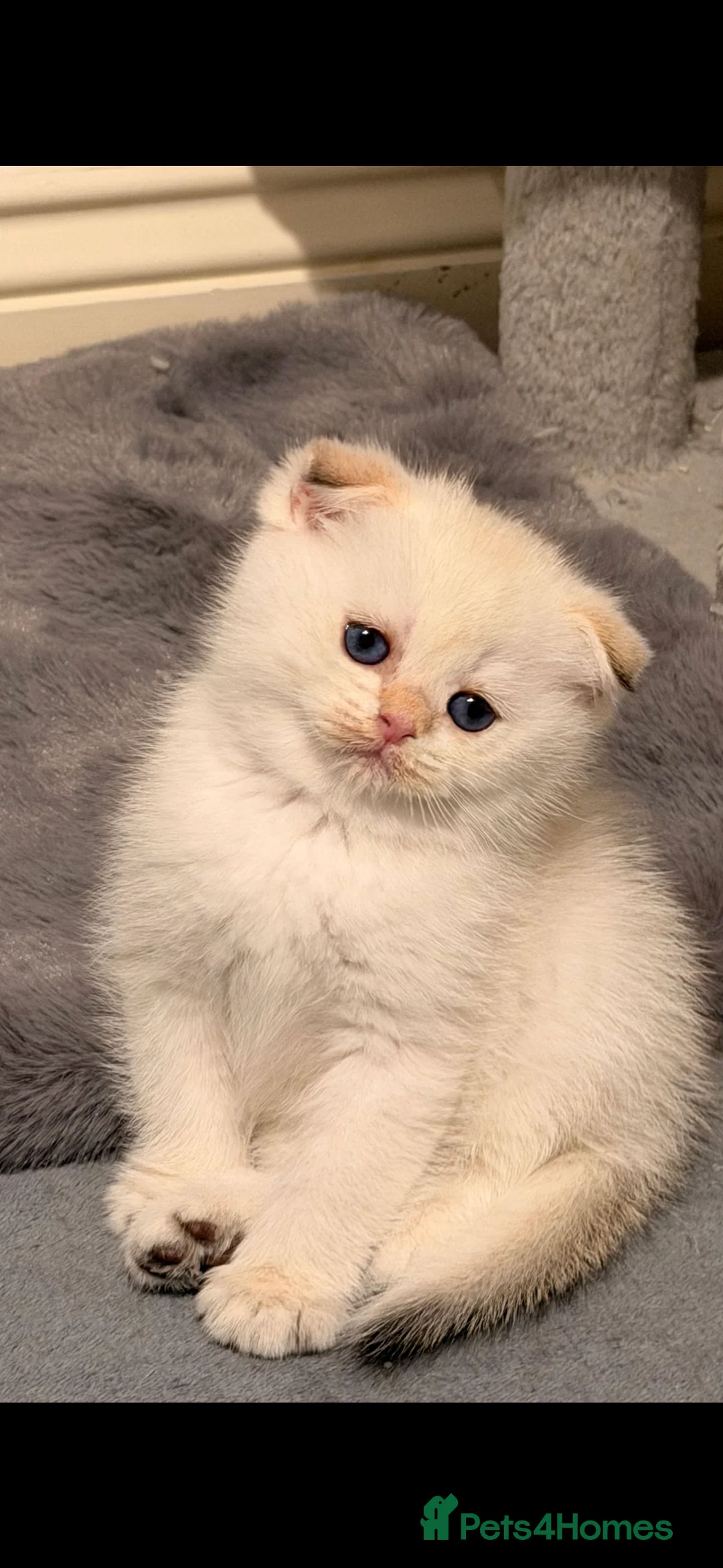Scottish Fold cats for sale: Scottish Fold and Straight purebred kittens - Advert 8