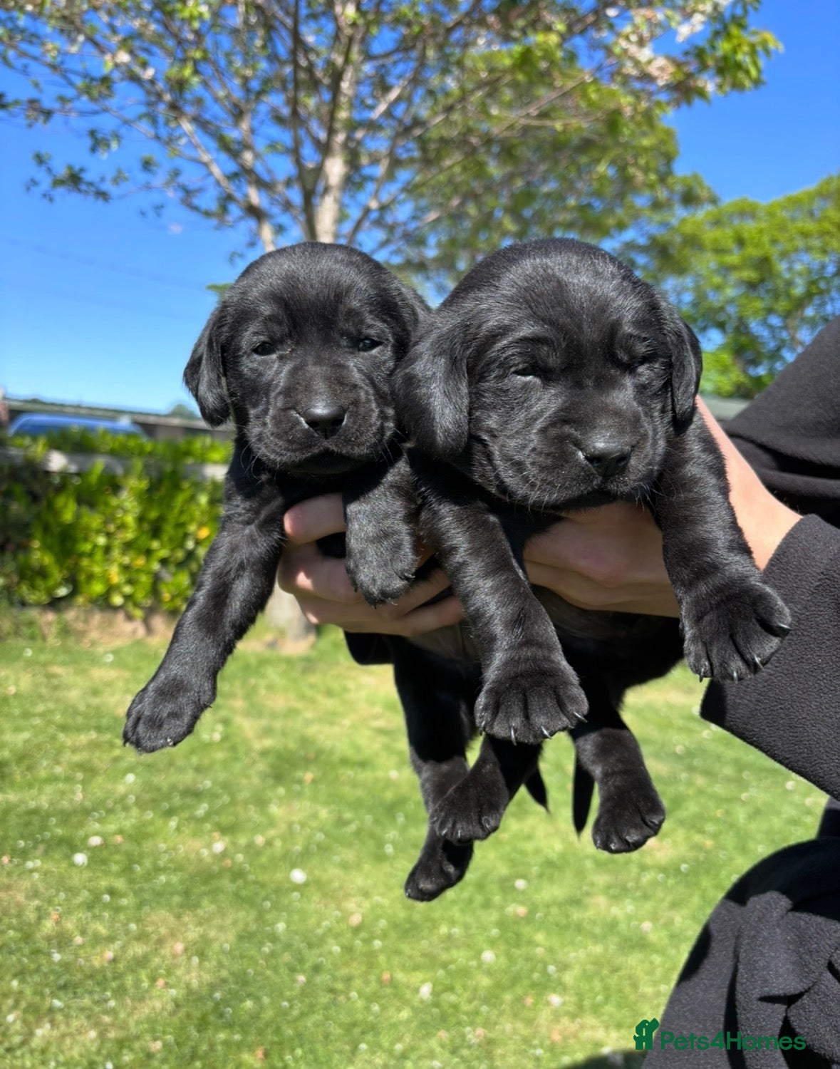 Labrador Retriever dogs Quality Working Labrador pups for sale  - Advert 4
