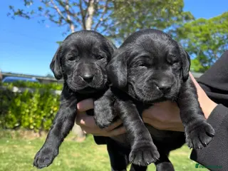 Labrador Retriever dogs Quality Working Labrador pups for sale - Advert 4