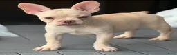 French Bulldog dogs for sale: * 🐾 3 Stunning KC Registered Frenchies ❤️ - Advert 18