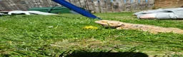 Bearded Dragon reptiles for sale: Bearded dragon and full setup  - Advert 3