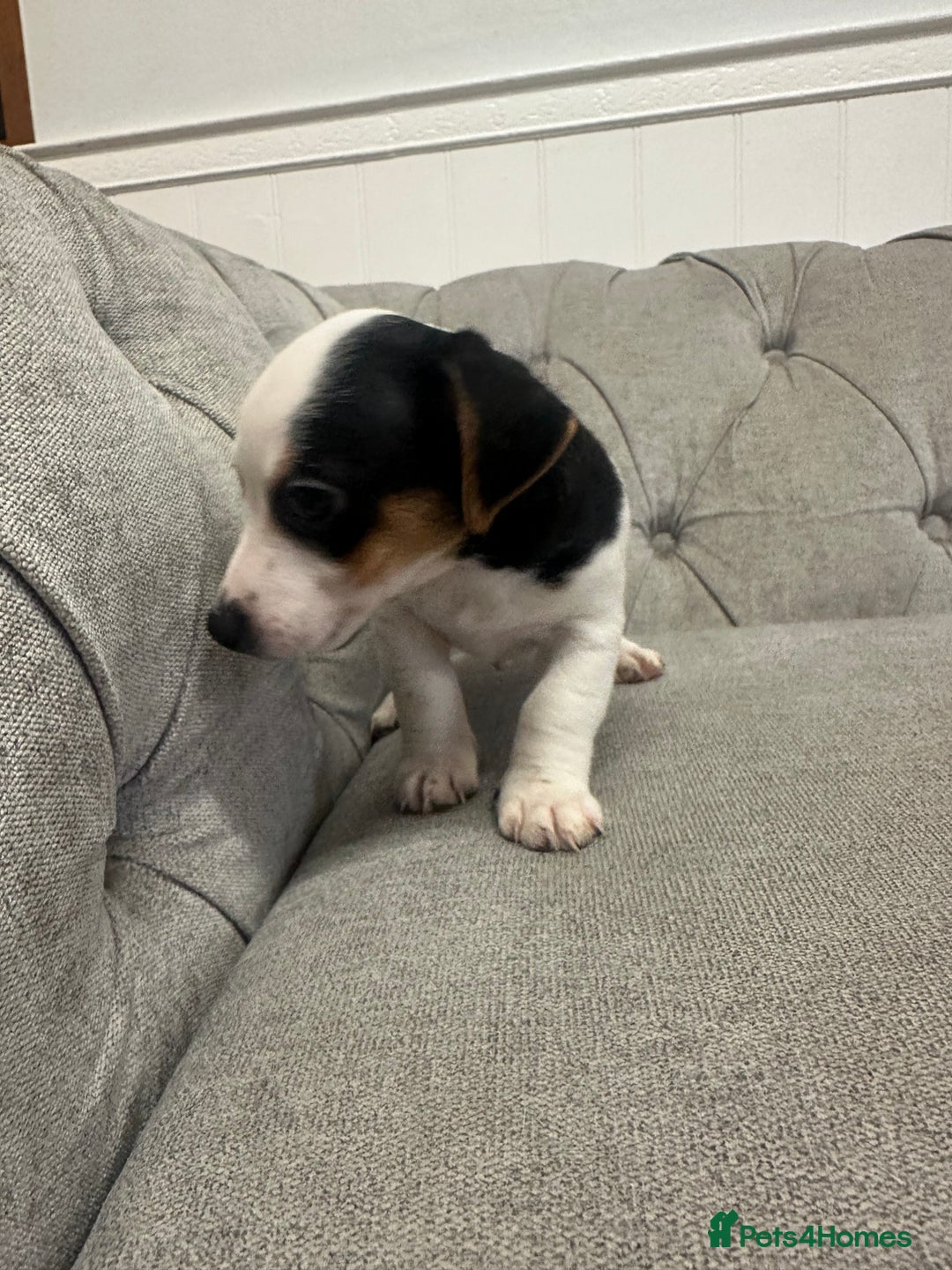 Jack Russell dogs for sale: Jack Russel Chipped, Vaccined, health checked. - Advert 4