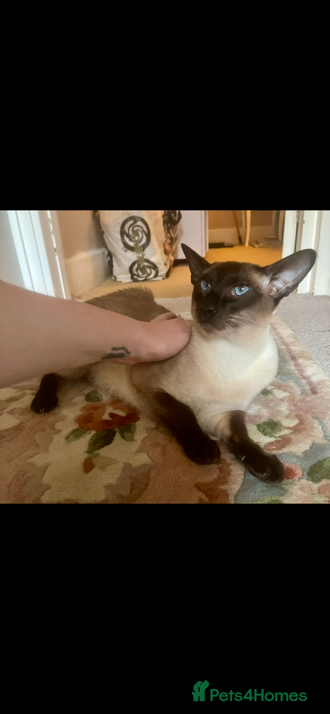 Siamese cats for stud: Beautiful wedged head Siamese boy for stud - Image 3