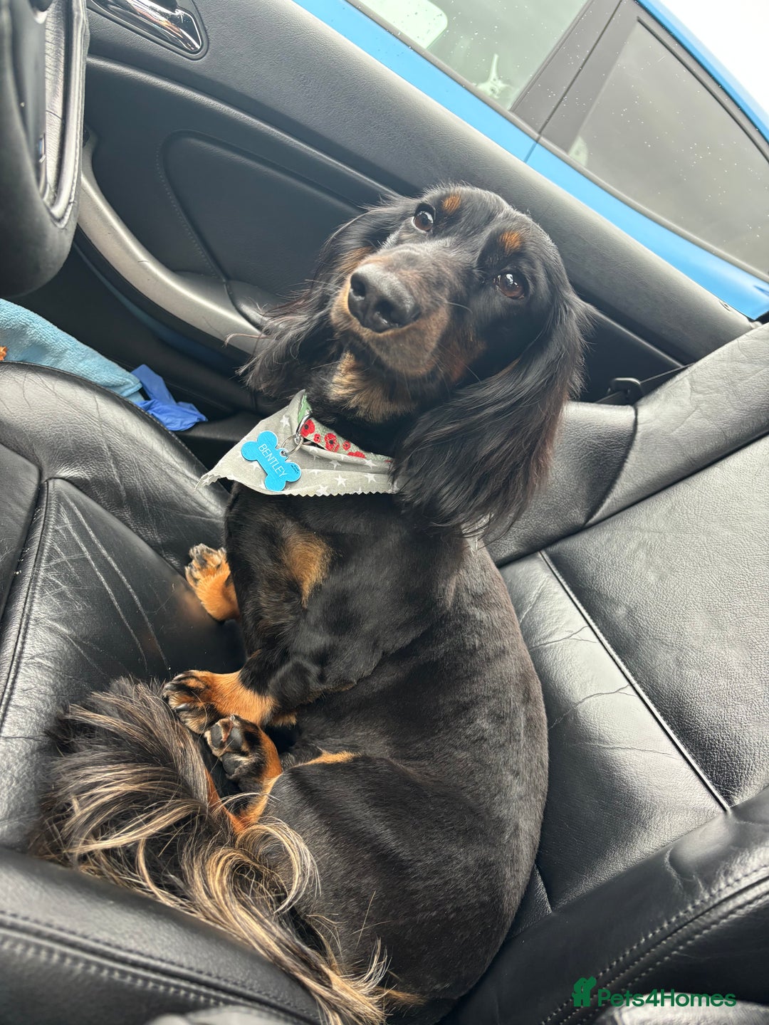Miniature Dachshund dogs for sale:  long haired miniature dachshund male KC registere - Advert 15
