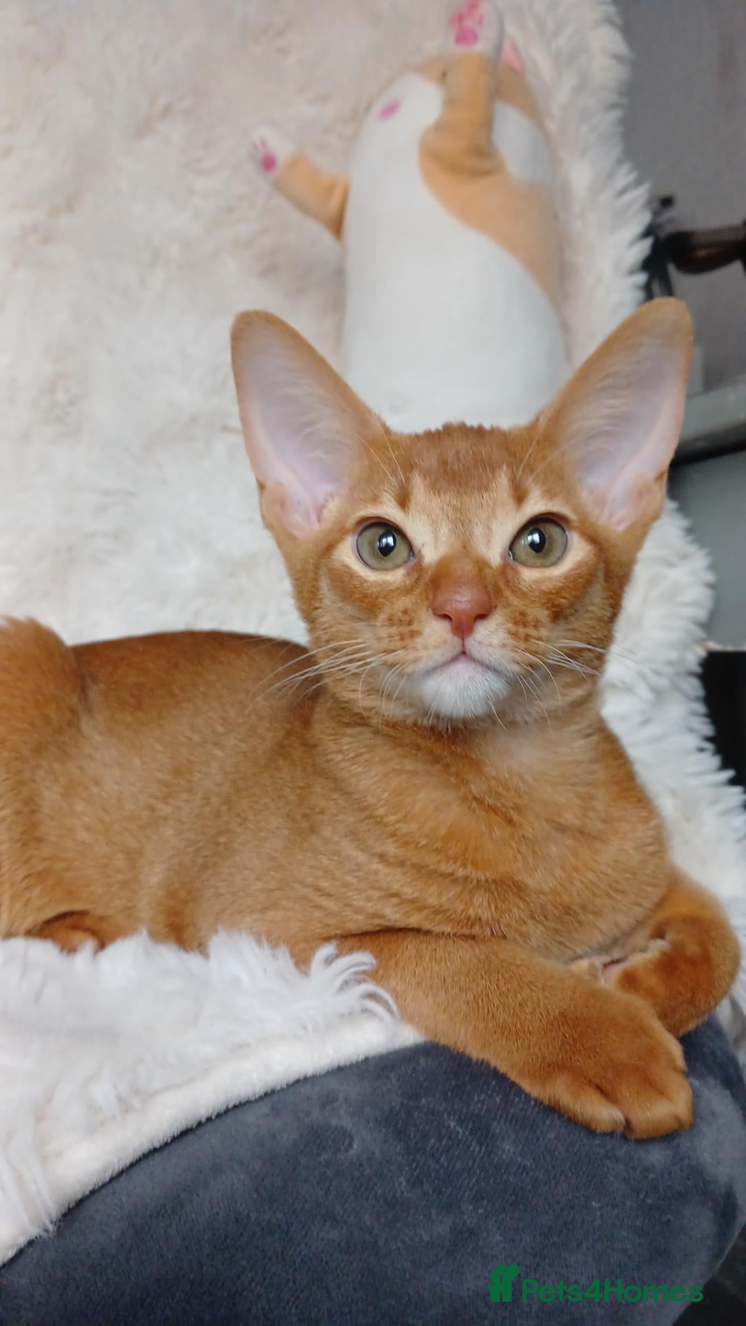 Abyssinian cats for sale: Abyssinian kittens for sale - Advert 15