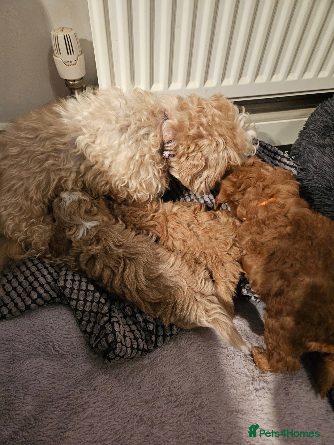 Maltipoo dogs for sale: Stunning Maltipoo Puppies ❤️  - Image 10