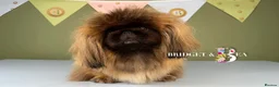 Pekingese dogs for sale: 💙OUTSTANDING QUALITY BOY 💙 champion lines in Gateshead - Advert 19