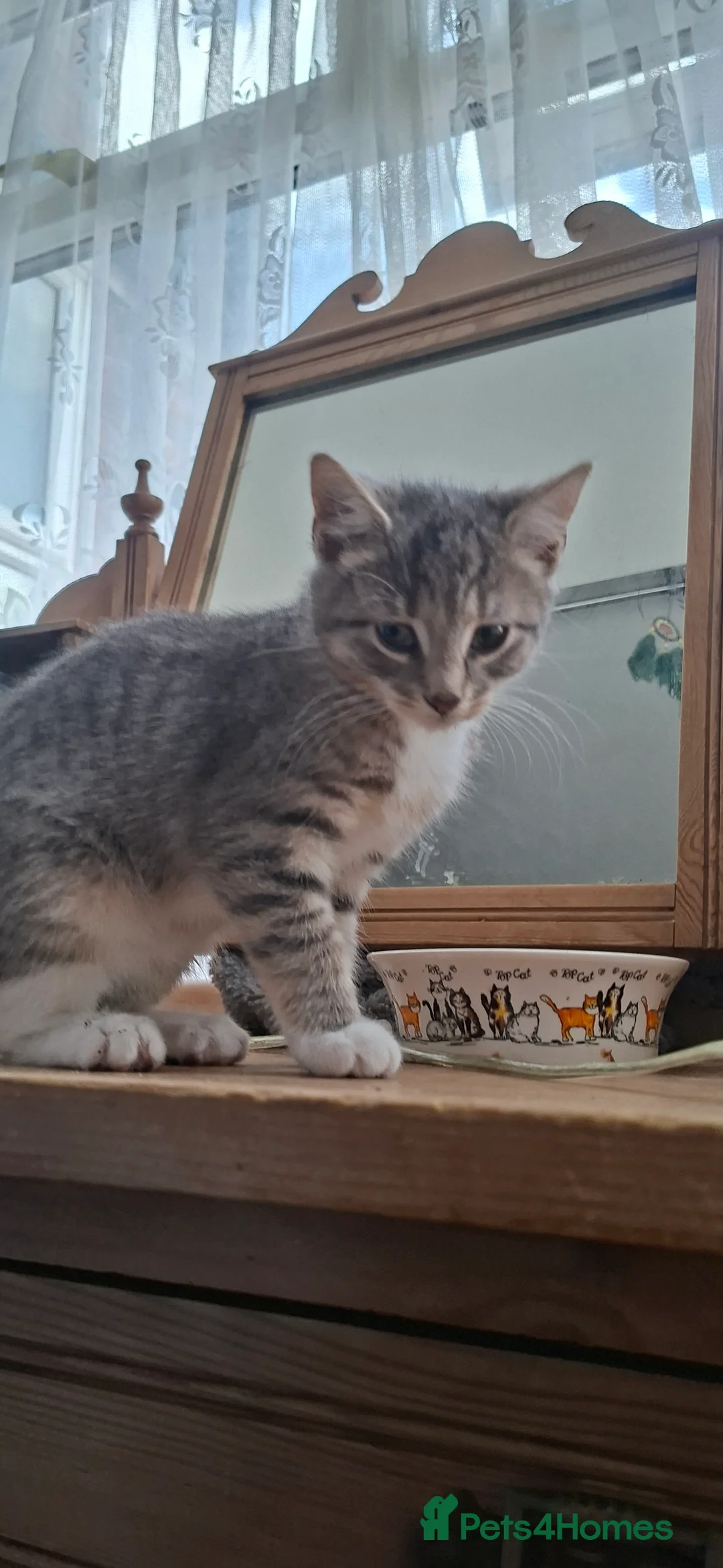 Mixed Breed cats for sale: Russian blue x bengal  - Advert 2