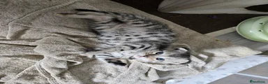 Bengal Kitten 1