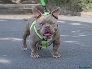 American Bully dogs Super deal 🔥Nano micro stud 🔥 - Advert 3