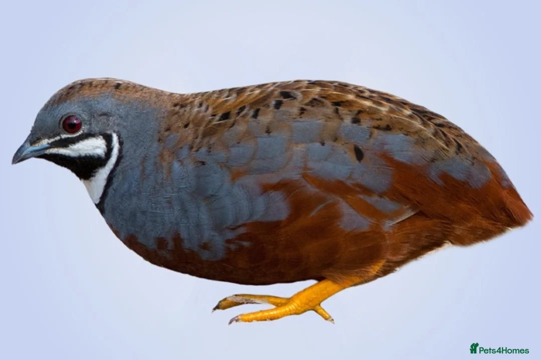 Quail poultry for sale: 2 Kings quail for sale - Advert 2