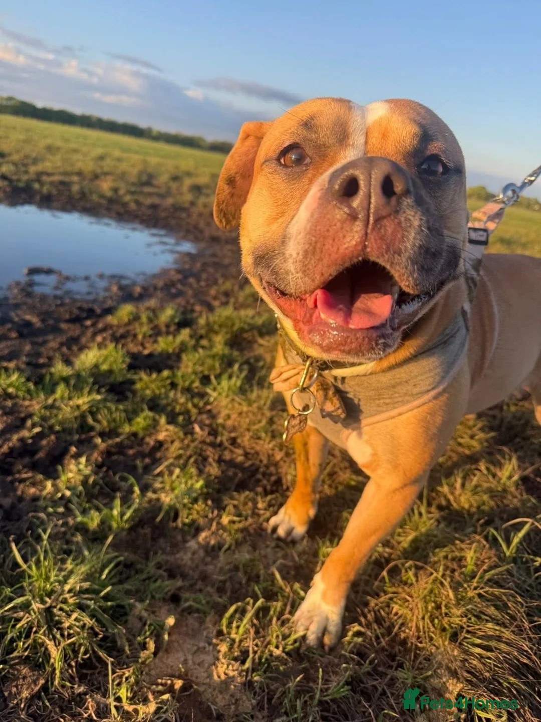 Staffordshire Bull Terrier dogs for sale: 2 year old female staffy  - Advert 1