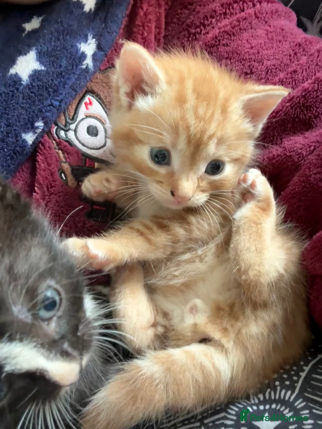 Domestic Shorthair cats for sale: 6 beautiful babies 5 boys and 1 girl - Image 15