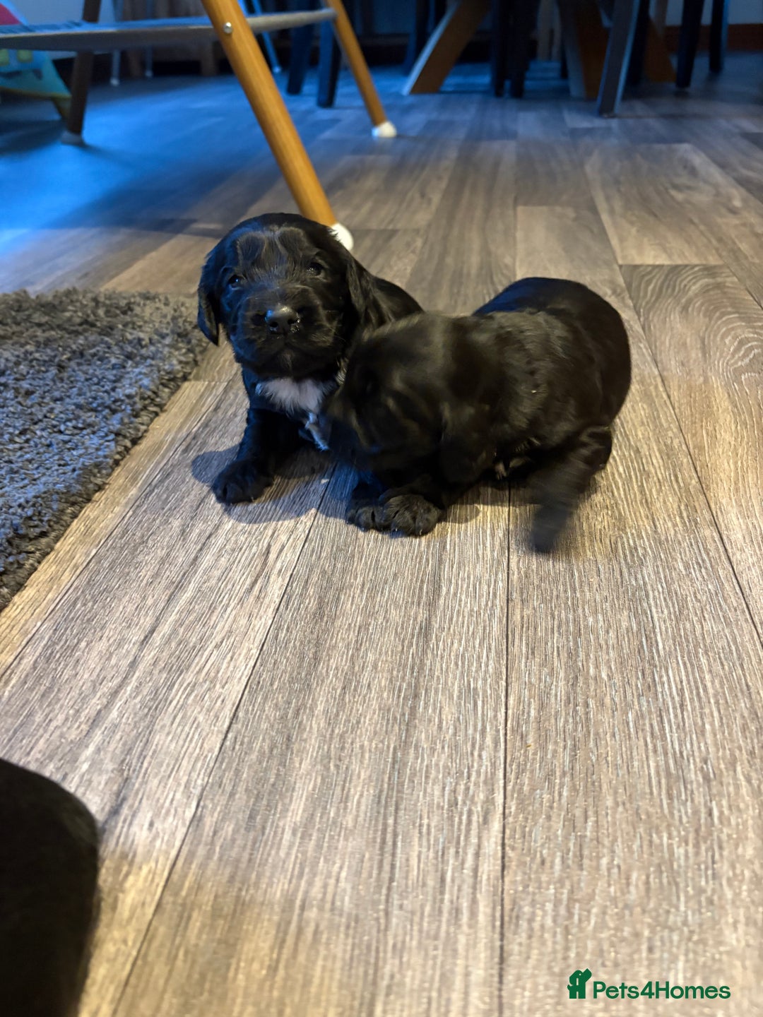 Cocker Spaniel dogs for sale: Beautiful show/working cocker spaniels 🐶🐾 - Advert 11