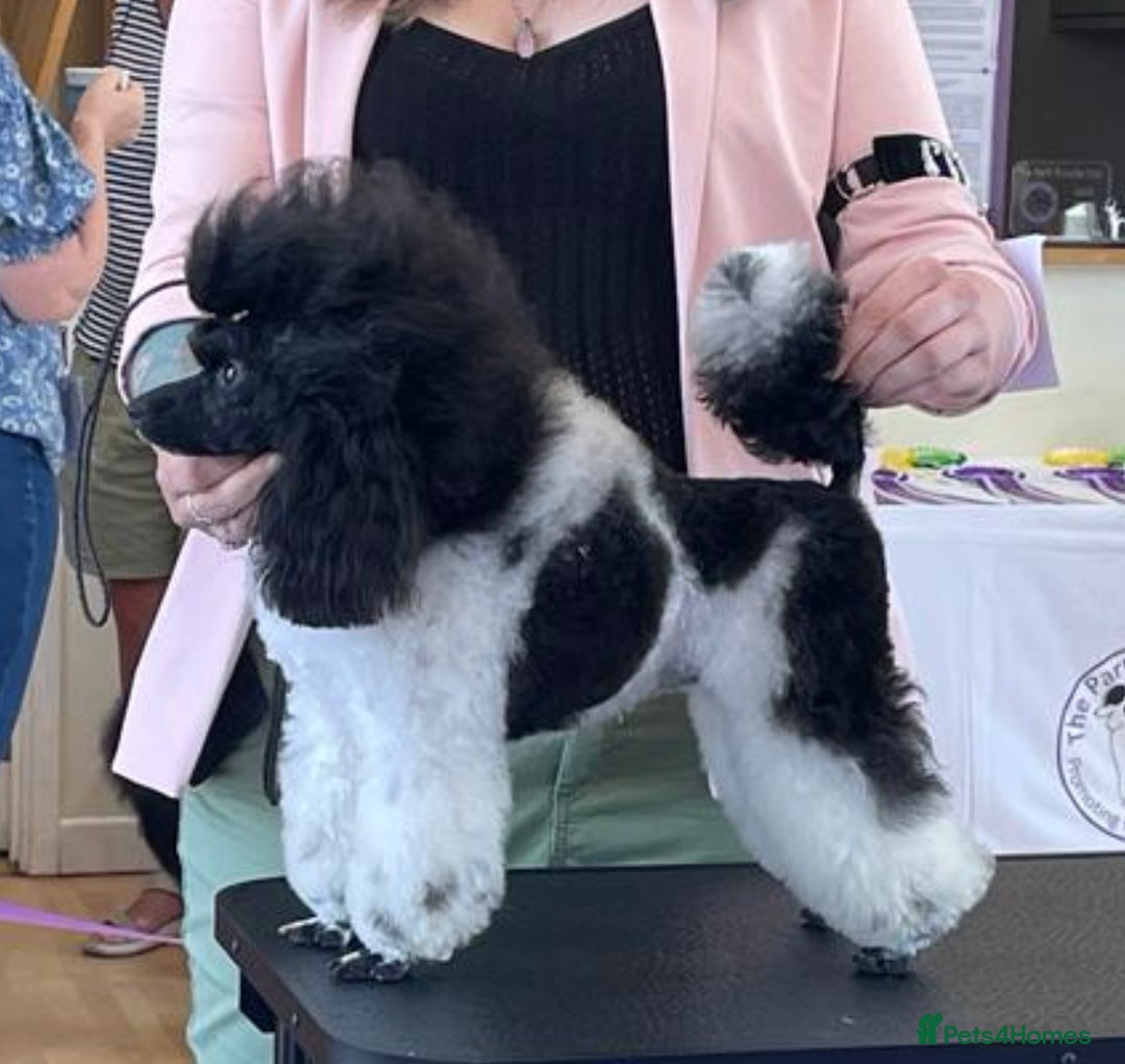 Toy Poodle dogs for sale: KC registered toy poodles - Image 14