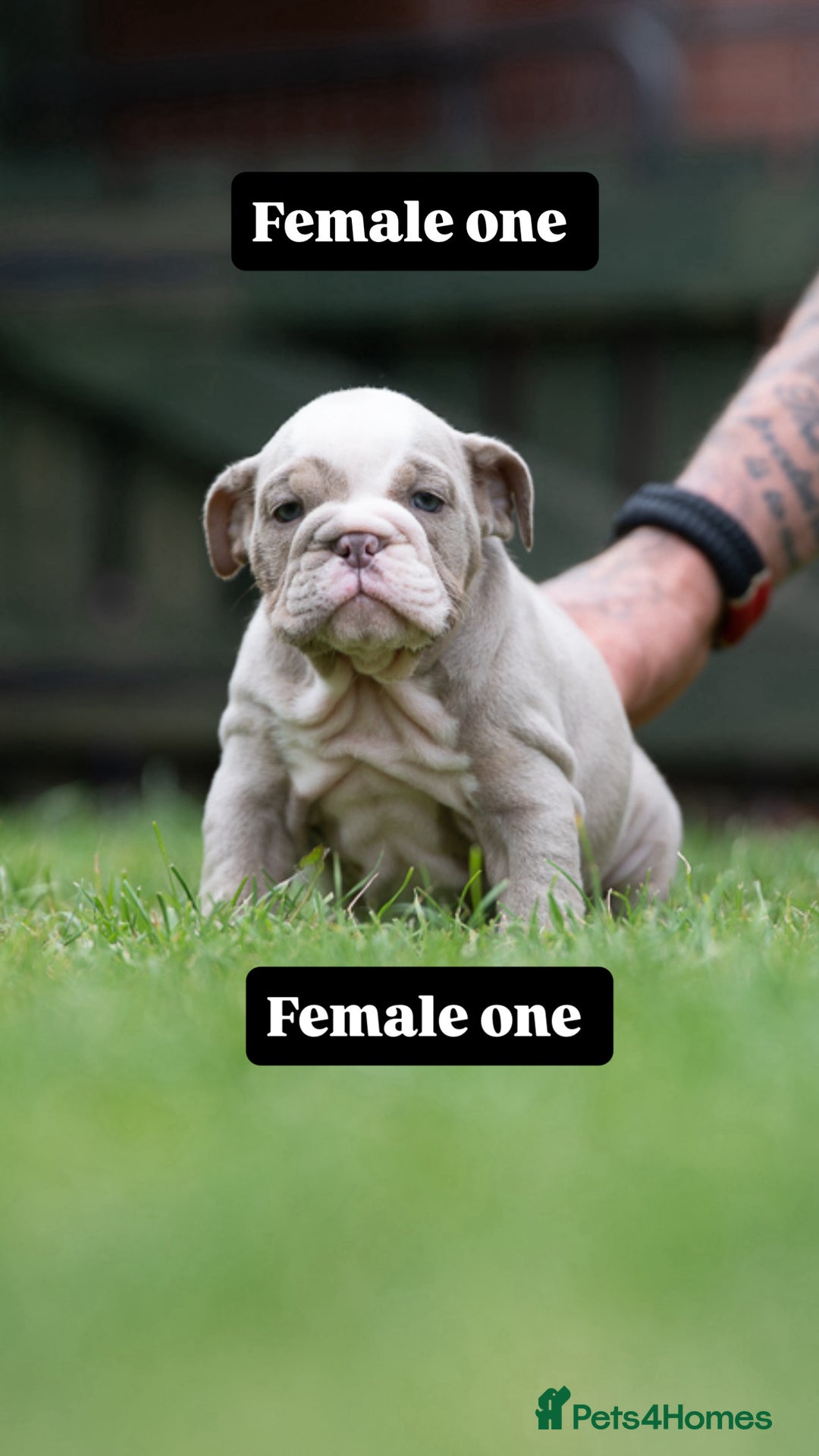 English Bulldog dogs for sale: English bulldog pups for sale  - Image 13
