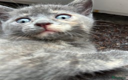 Domestic Shorthair cats for sale: 4 beautiful kittens  - Image 6