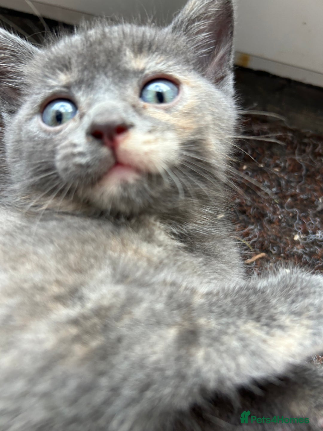 Domestic Shorthair cats for sale: 4 beautiful kittens  - Image 6